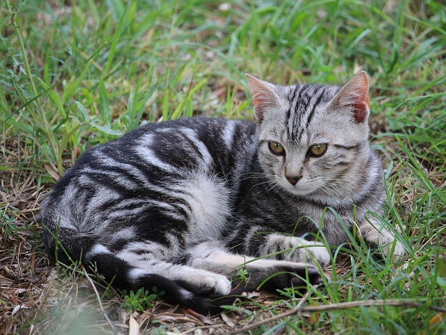 Orange Tabby Kitten
