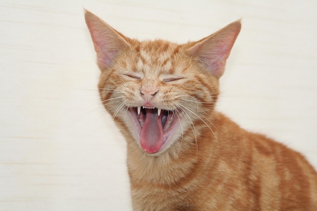 Orange Tabby Kitten