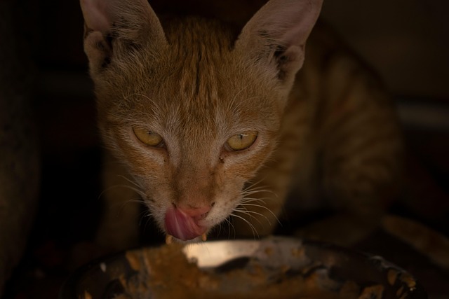 Orange Tabby Kitten