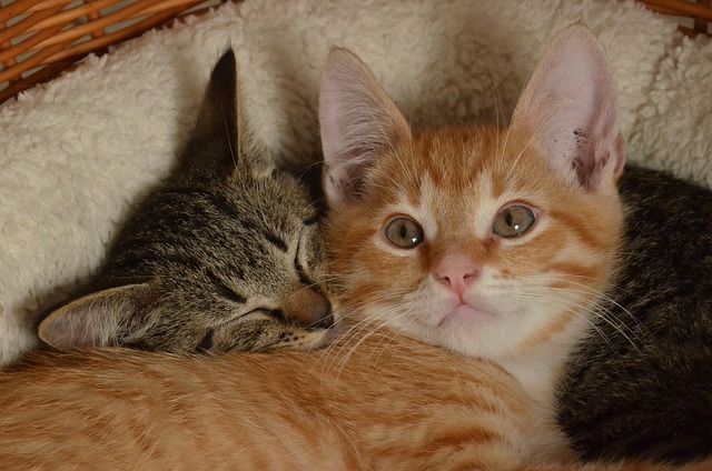 Orange Tabby Kitten