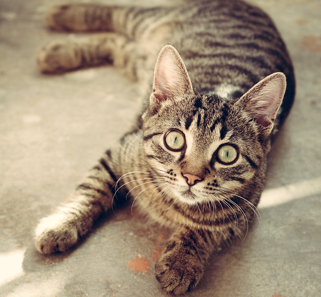 Orange Tabby Kitten