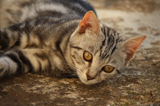 Orange Tabby Kitten