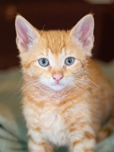 orange-tabby-kitten-640x480-84842100.jpeg