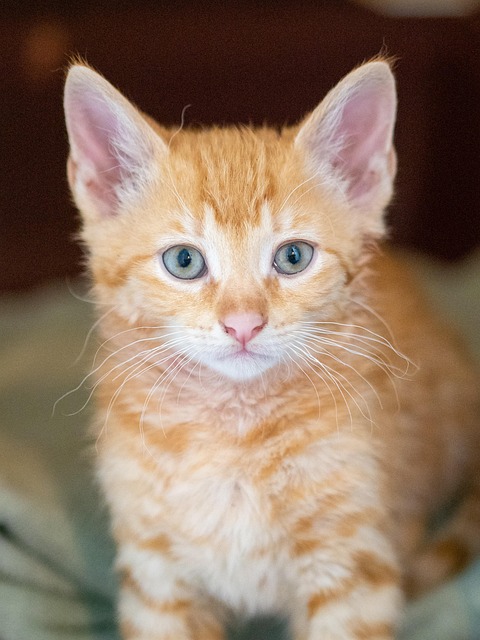 orange-tabby-kitten-640x480-84842100.jpeg