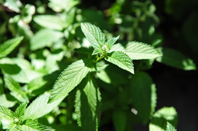 Peppermint Tea for Sleep: Scientific Benefits for Relaxation & Rest