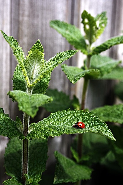 Peppermint Tea
