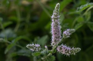 peppermint-tea-640x480-39094934.jpeg