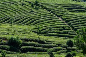peppermint-tea-640x480-40022856.jpeg