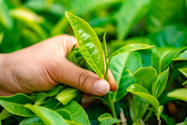 Peppermint Tea