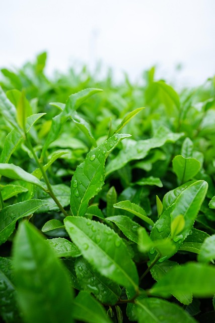 Peppermint Tea