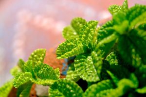 peppermint-tea-640x480-43724027.jpeg