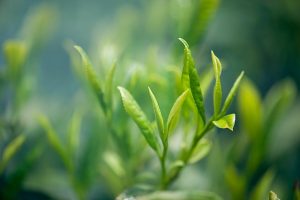 peppermint-tea-640x480-44081745.jpeg