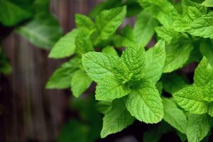 peppermint-tea-640x480-46939715.jpeg