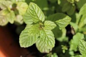 peppermint-tea-640x480-48202748.jpeg