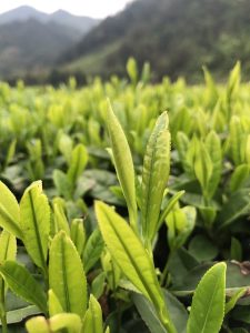 peppermint-tea-640x480-48495949.jpeg