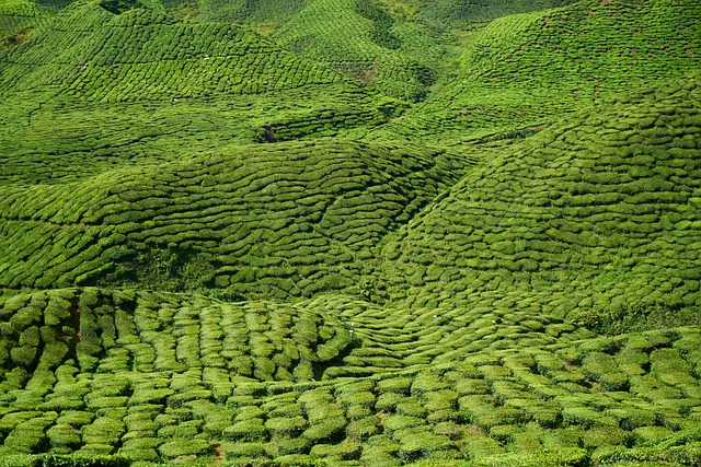 peppermint-tea-640x480-48577309.jpeg