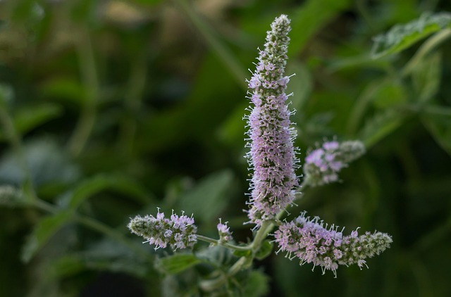 Peppermint Tea