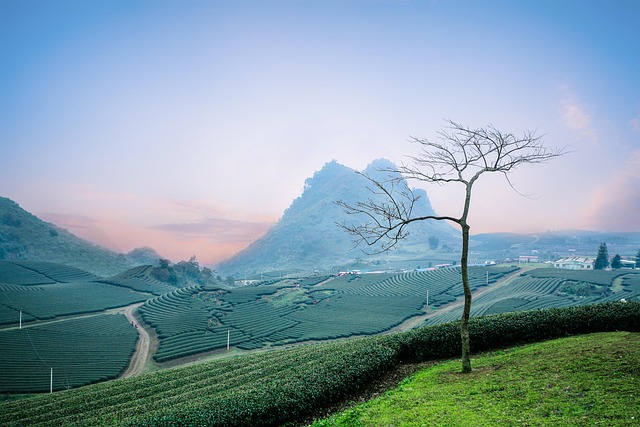 Peppermint Tea: Unlocking a World of Refreshing Benefits
