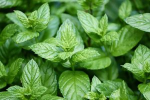 peppermint-tea-640x480-68205300.jpeg