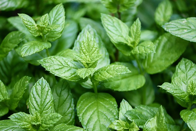 Peppermint Tea