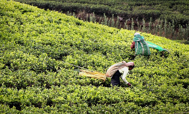 peppermint-tea-640x480-7402863.jpeg