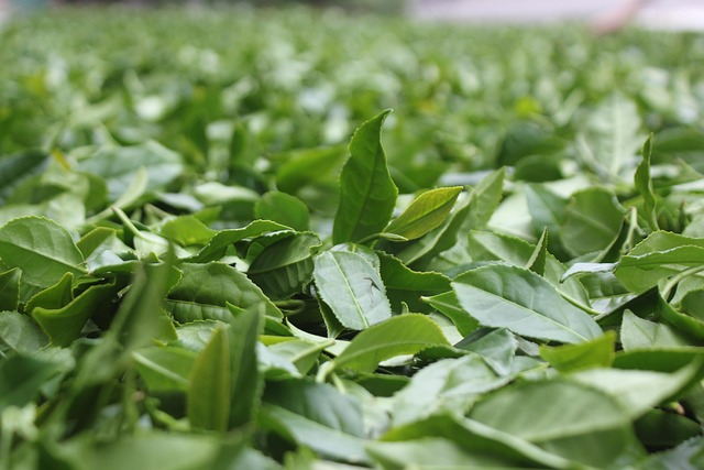 Peppermint Tea