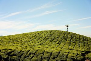 peppermint-tea-640x480-76445480.jpeg