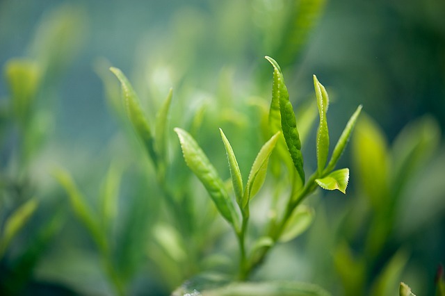 Peppermint Tea