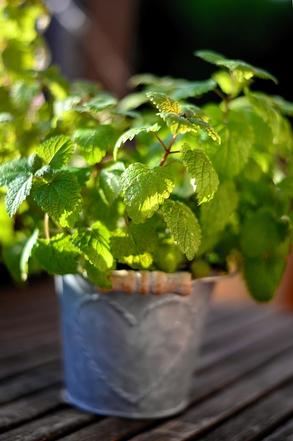 Peppermint Tea
