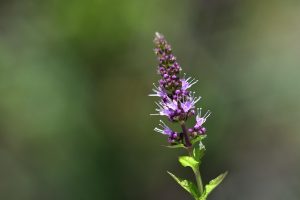 peppermint-tea-640x480-82295827.jpeg