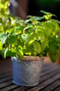 peppermint-tea-640x480-86609577.jpeg