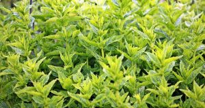 peppermint-tea-640x480-89297625.jpeg