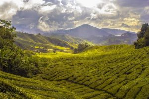 peppermint-tea-640x480-90023686.jpeg