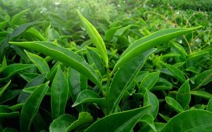 peppermint-tea-640x480-91031527.jpeg