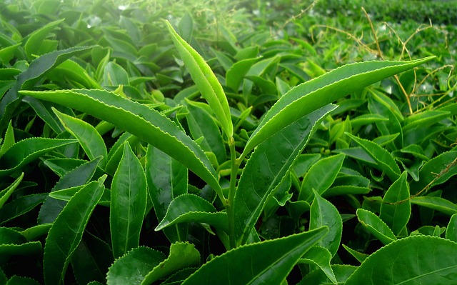 peppermint-tea-640x480-91031527.jpeg