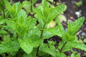 peppermint-tea-640x480-92604409.jpeg