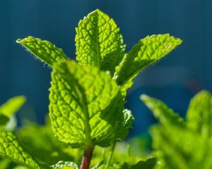 peppermint-tea-640x480-96012326.jpeg