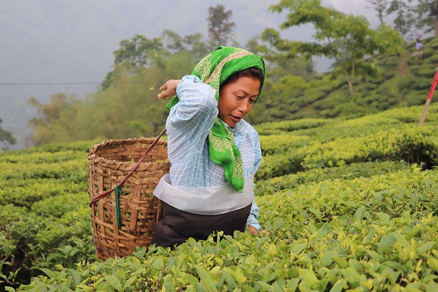 Peppermint Tea Benefits