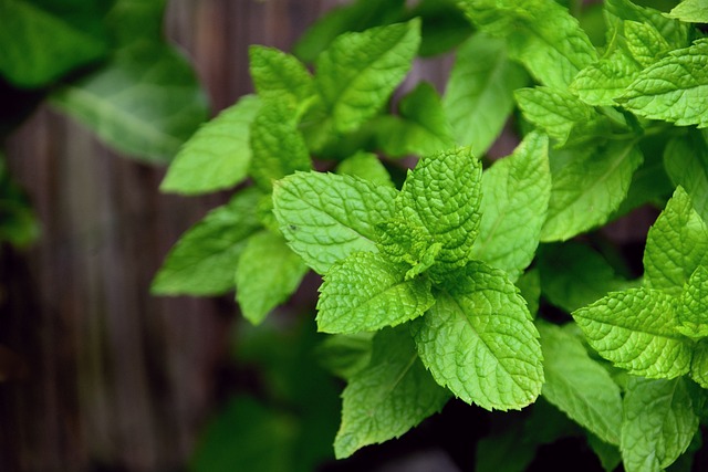 Peppermint Tea Benefits
