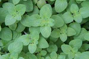 peppermint-tea-benefits-640x480-25274565.jpeg