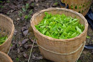 peppermint-tea-benefits-640x480-49920584.jpeg