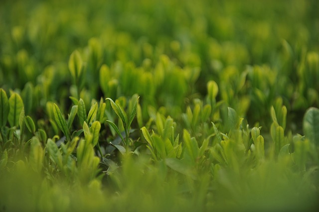 Peppermint Tea Benefits