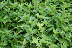peppermint-tea-benefits-640x480-58744466.jpeg