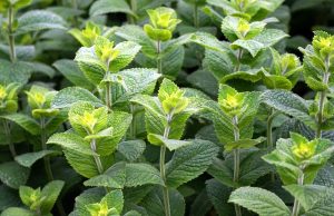peppermint-tea-benefits-640x480-63266493.jpeg