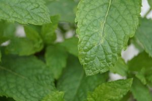 peppermint-tea-benefits-640x480-64496563.jpeg