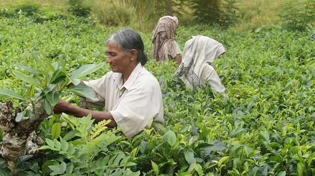 Peppermint Tea Benefits