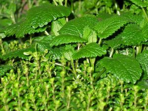 peppermint-tea-benefits-640x480-9279600.jpeg