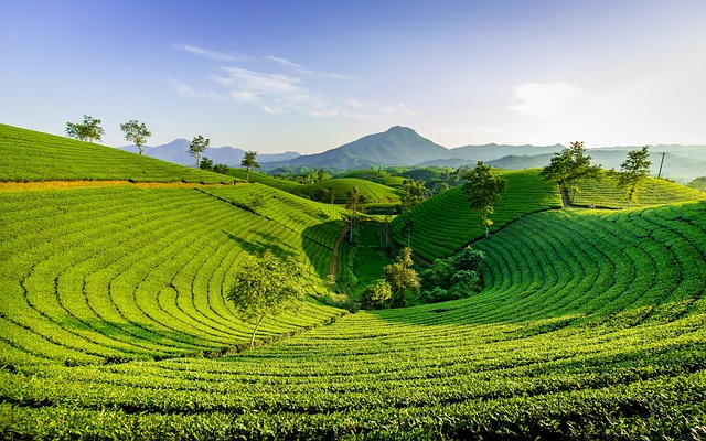Peppermint Tea Benefits