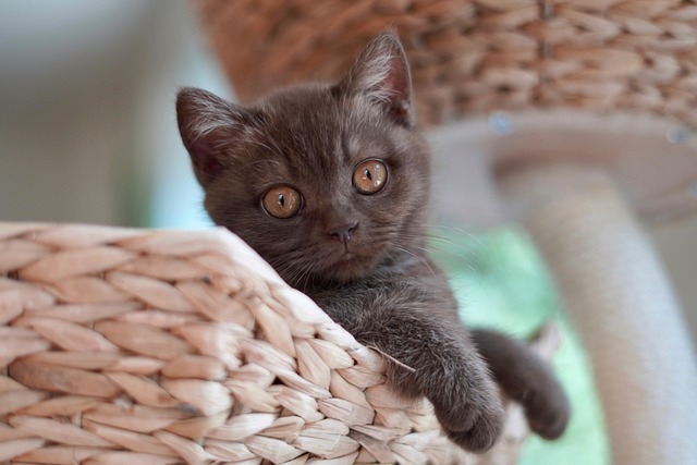 Playful Marmalade Cats