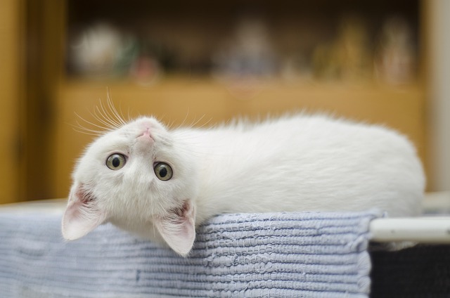 Playful Marmalade Cats